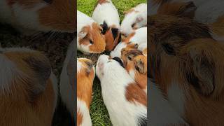 feeding guinea pigs in the backyard [upl. by Dempstor]