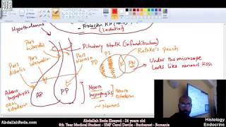 شرح تكوين الغذة النخامية Pituitary gland structure and histology  عبد الله رضا MD [upl. by Lorenzana66]