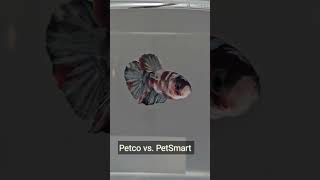 Betta Fish Care and Petco vs Pet Smart for Betta Fish [upl. by Benedick694]