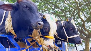 cow unloading cow videos cow video animal big cow goru hamba cow Ep26 [upl. by Karen758]