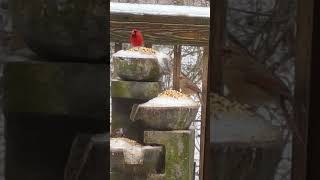 Birds 🐦 of the Pinebush preserve birds [upl. by Laucsap]