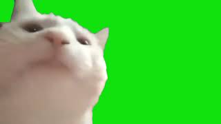 Vibing Head Bobbing Cat Meme Green Screen Template [upl. by Wassyngton]