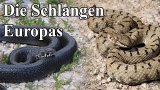 Aspisviper Ringelnatter Zornnatter  Schlangen Europas [upl. by Odrautse]