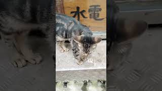 cute cat asmr trending shortsviral viral shortsfeed viralvideos shortsvideo shorts [upl. by Issi357]