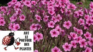 Tuto jardin Géranium de Madère vivace Méditerranéennephotos de fleurs et de plantes vivaces [upl. by Namref749]