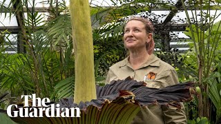 Geelongs corpse flower blooms A horrific smell [upl. by Dalis12]