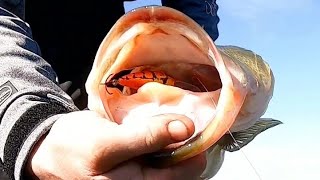 Smashing bass at Guntersville lake early February 2024 [upl. by Lakym]