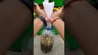 Banana peel fertilizer  Homemade fertilizer [upl. by Spense]