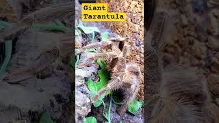 🕸😲💯😲🕸GIANT BRAZILIAN TARANTULA🕸😯💯😯🕸 giant tarantula nature wildlife [upl. by Anotyal]