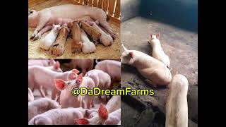 How To Start A New piggery 🐖 Farm Become A Billionaire With Piggery Farming [upl. by Chace]