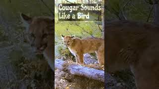 Massive Dangerous Cougar sounds like a little bird [upl. by Ainahs]