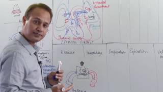 Pulmonary circuit under varying conditions [upl. by Anelleh261]