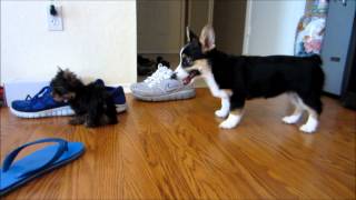 Teacup Yorkie Welsh Corgi and Daschund play date [upl. by Ed506]