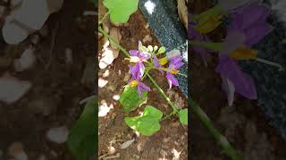 Solanum trilobatum is a plant species in the nightshade family Solanaceae [upl. by Schwartz485]