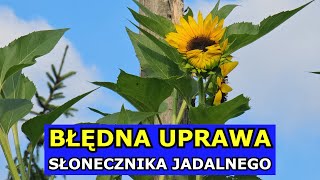 Duży Błąd w Uprawie Słonecznika jadalnego Jak pielęgnować Słoneczniki Błędy w Uprawie Słoneczników [upl. by Solberg]