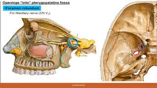 Pterygopalatine Fossa [upl. by Isla]