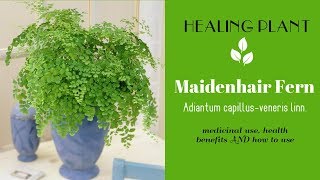 HEALING PLANT maidenhair fern Adiantum capillusveneris linn medicinal use health benefits [upl. by Enreval]