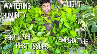 How to Care for a Neon Pothos  Care amp Growing Tips Watering Fertilizer Propagate Light amp More [upl. by Ingemar]