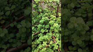 Jade Plant ☘️ 🌱garden plants bonsai gardening jadeplantcare natureshorts [upl. by Nauqet]