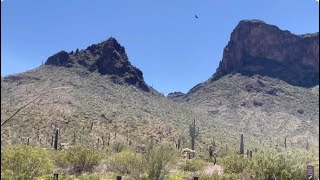 🌵Saguaro of the Day🌵 quotGillianquot Way Up On The Ridge 😬 at Picacho Peak State Park 🤠🌞🔥🦋🌵 [upl. by Pearce]