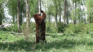 Back Scratching Bear [upl. by Oremor]