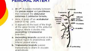 059 medial circumflex femoral artery  lower limb  anatomy by dr ahmed kamal [upl. by Patricio651]