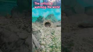 python at Garchumuk zoo travel ecotourism zoo zooanimals [upl. by Ondine]