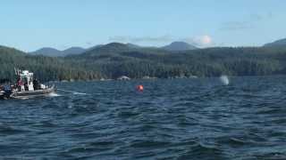 Freeing humpback whale entangled in fishing gear [upl. by Eddra]