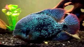 Vieja Zonatus  Large Cichlid [upl. by Granniah706]