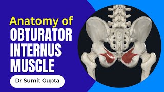 OBTURATOR INTERNUS MUSCLE 3D ANATOMY [upl. by Bathsheba972]