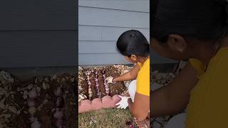 ✨️Winter Planting start பண்ணிட்டோமுங்க  Hyacinth Planting 2024 usa garden shorts vlog flowers [upl. by Dduj391]