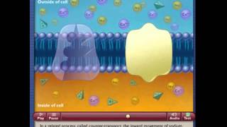 Physiology co and counter transport secondary active transport [upl. by Ledarf]