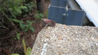 Spotted Lanternfly Hides Under a Leaf [upl. by Enyawd]