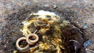 Roundworms In Chicken poop Yuck Warning Nasty Nature [upl. by Akima879]