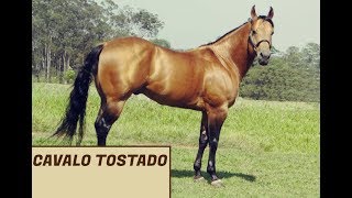 Cavalo Tostado  Porca Véia [upl. by Nirahs]