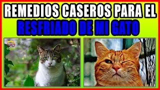 REMEDIOS CASEROS PARA EL RESFRIADO DE MI GATO [upl. by Iredale]