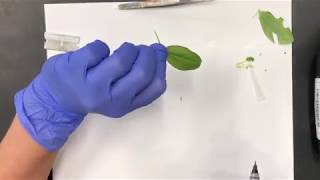 Preparing an Epidermal Peel  Stomata Lab [upl. by Cartwell]