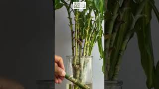 How to Propagate Dracaena  Part 1  1Min or Less [upl. by Nylad32]