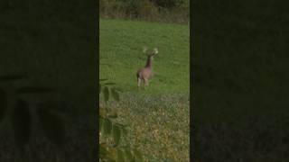 What’s the furthest shot you’ll take on a whitetail deer bowhunting archery shorts [upl. by Duvall]