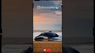 Whale sound😲 Singing whales🐳🎤 The whale shorts sound trending viral amazing sound [upl. by Hooge]