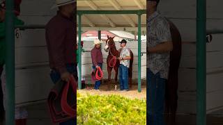 Nuestra primera carrera🏇🏇mexico usa horse fyp short racehorse musica cowboys rodeo mem ￼ [upl. by Nednyl]