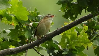 Rokitniczka śpiew Sedge warbler song [upl. by Ailesor517]