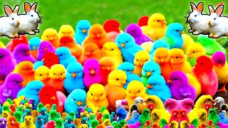 World Cute Chickens Colorful Chickens Rainbows Chickens Cute Ducks Cat Rabbit Cute Animals [upl. by Sedecram993]