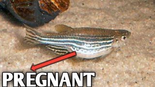 Pregnant Zebra Danio fish  Zebra fish giving birth  Danios giving birth [upl. by Ailad]