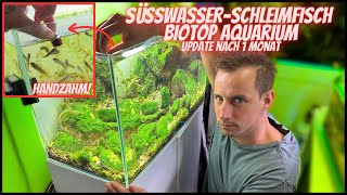 ALGEN VERSCHWINDEN Update vom SüßwasserSchleimfisch Biotop Aquarium [upl. by Jacobs]