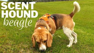 Cute Beagle Scenthounding  Tracking Scents at the park [upl. by Marnia]