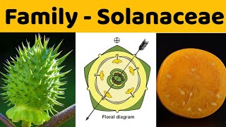 Family Solanaceae  Solanaceae Family  BSc  MSc Botany [upl. by Yesnel]