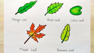 How to draw different types of leaf  Different types Leaf drawing  Leaf drawing of different tree [upl. by Ahsieit]