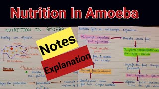 nutrition in amoeba  nutrition in amoeba class 10  nutrition in amoeba class 10 notes [upl. by Scales]