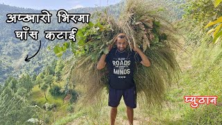 गाउँले भाइको घास काटेको घसिया Vlog  ML 10 BINOD pyuthan [upl. by Procto]